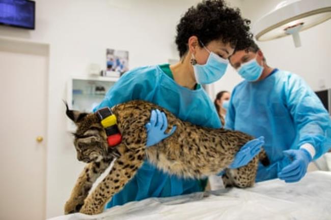 Yasmine El Bouyafrouri gently places the Iberian lynx cub on the table wher<em></em>e it will be fitted with a transmitter to track its movements in the wild and gather data a<em></em>bout its new life