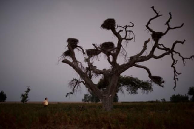 A tree at dusk in Do<em></em>nana natio<em></em>nal park